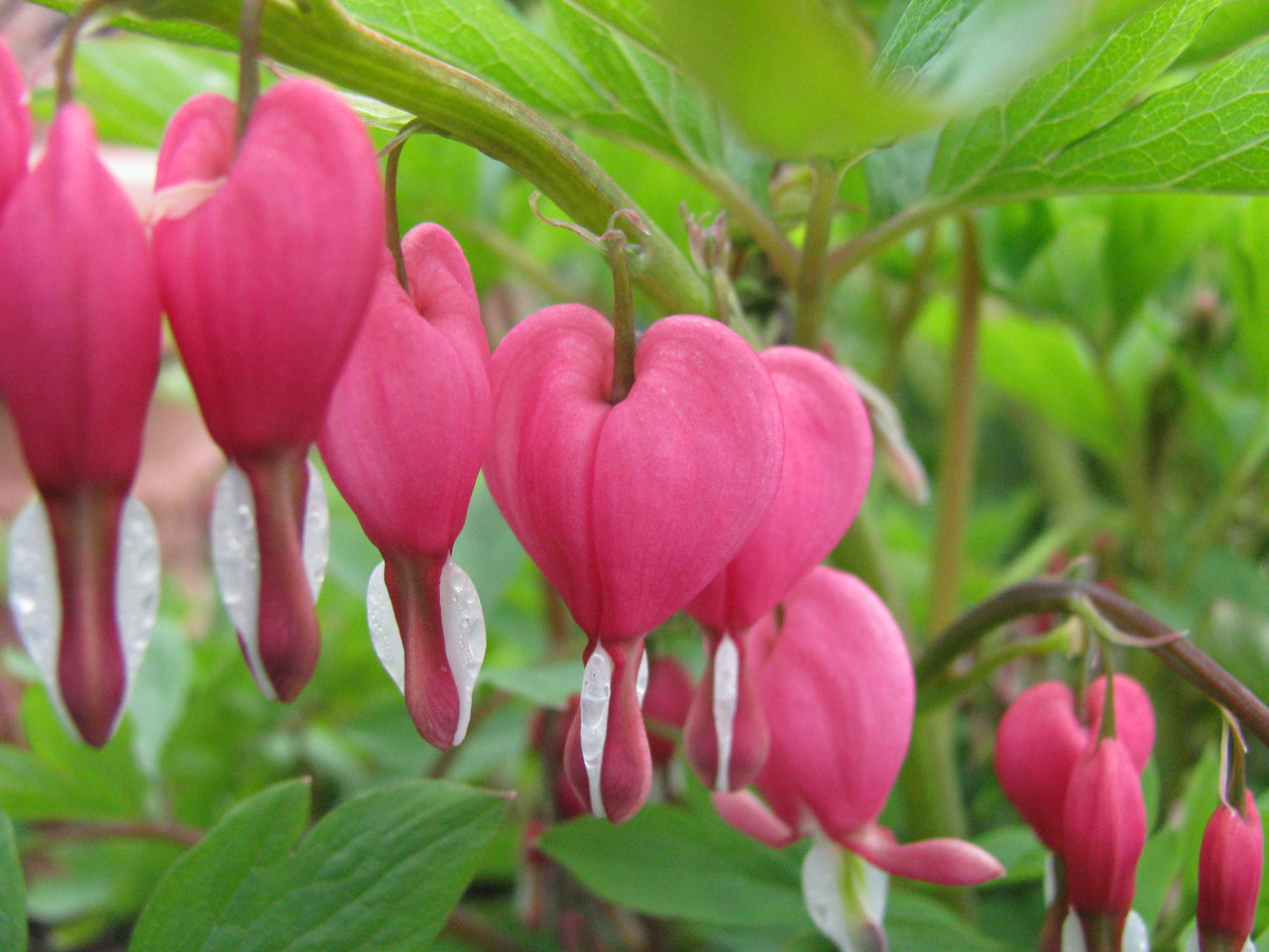 are bleeding hearts poisonous to dogs