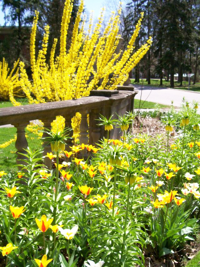 Is forsythia sales poisonous to dogs